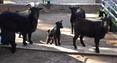 Yeni doğan yavrular, ziyaretçiler ile buluşacak!