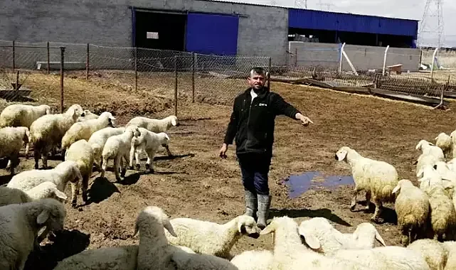 80 bin liralık maaşa rağmen çoban yok