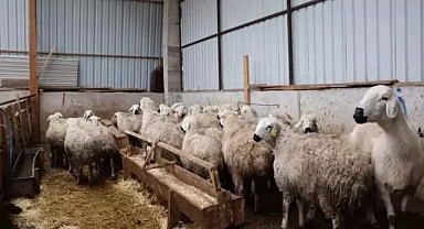 9 Yılda 2 bin üzerinde kuzu doğumu gerçekleşti 