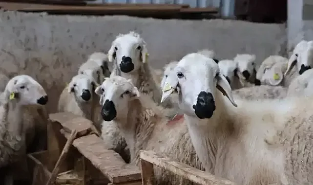 9 Yılda 2 bin üzerinde kuzu doğumu gerçekleşti