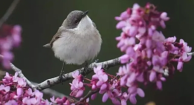 Antalya'da 120'nin üzerinde kuş gözlemlendi