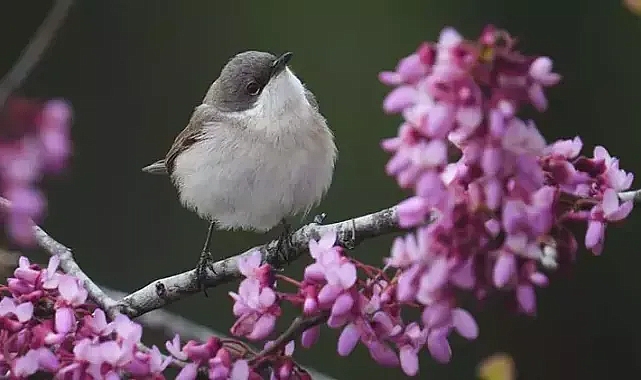 Antalya'da 120'nin üzerinde kuş gözlemlendi