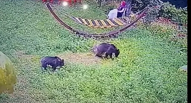 Evin bahçesine giren yavru bozayılar görüntülendi