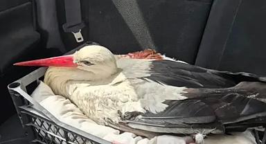 Göç yolundaki leylekler avcılar tarafından vuruldu