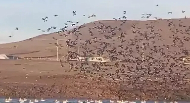 Göçmen kuşlar köye akın etti