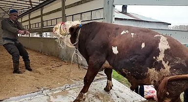 Kurban Bayramı’na sayılı günler kala batı illerine sevkiyat başladı
