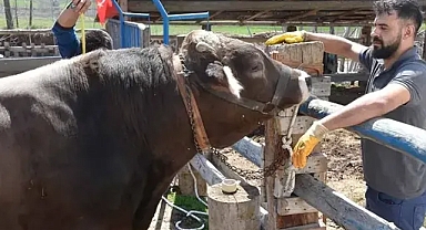 Müşterilerin gözdesi haline gelen 1 ton 180 kilo ağırlığındaki 'Poyraz' 435 bin TL'den alıcısını bekliyor
