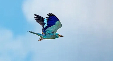 Nadiren görülen gökkuzgun göz alıcı renkleriyle dikkat çekti