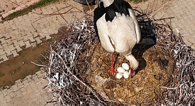 Sarıoğlan’da leylekler yuvalarına döndü