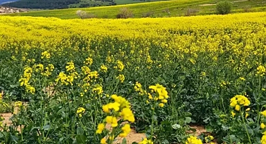 Tarlalar sarıya büründü