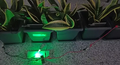 Üniversiteli gençlerden çılgın proje: bitkilerden elektrik ürettiler!