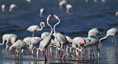 Van'da jandarma, flamingolar için 7/24 denetimde