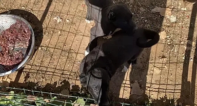 Yavru köpeklerin kulaklarını kesen üreticiye para cezası uygulandı 