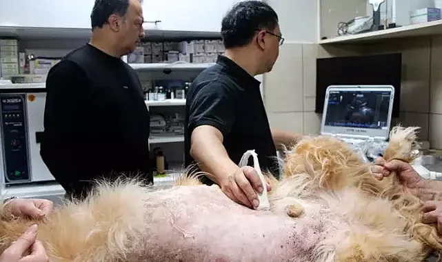 Yeni nesil ultrason cihazıyla olası hastalıklara son