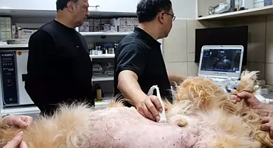 Yeni nesil ultrason cihazıyla olası hastalıklara son