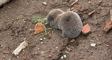  Yuvalarını su basan kör fareler yüzeye çıktı