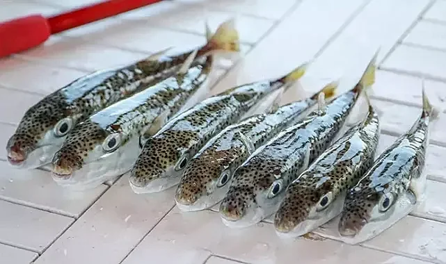 Zehirli balon balığına karşı mücadele 50 milyon bireyin ekosisteme girişi engellendi