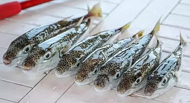 Zehirli balon balığına karşı mücadele 50 milyon bireyin ekosisteme girişi engellendi