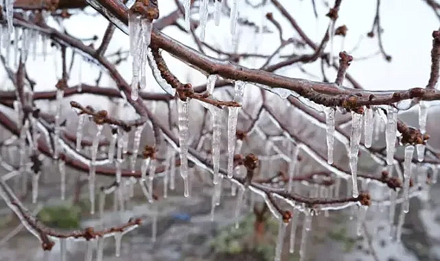 Zirai dona karşı 'Spring yöntemi'