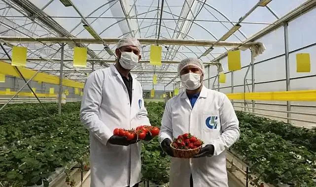 Atık tesisinde kurulan serada çilek ve domates yetiştiriliyor