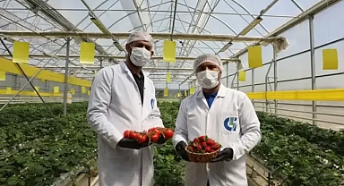 Atık tesisinde kurulan serada çilek ve domates yetiştiriliyor