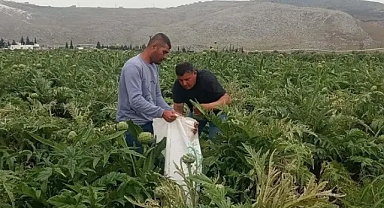 KKTC'de ilk kez yediği enginarı kendi topraklarında üretmeye başladı