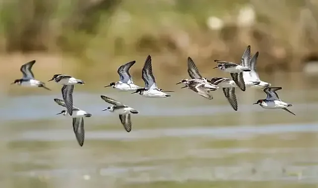Yüzlerce kuş türüne ev sahipliği yapan Nehil Sazlığı, baharda canlandı 