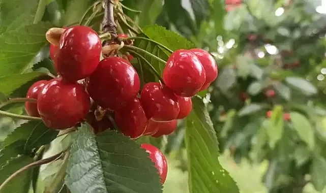 Akşehir kirazında 'rekolte' sevinci