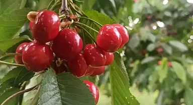 Akşehir kirazında 'rekolte' sevinci