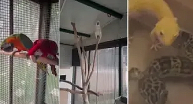 Çekmeköy'de egzotik hayvan kaçakçılığı operasyonu: 11 papağan ve 25 sürüngene el konuldu