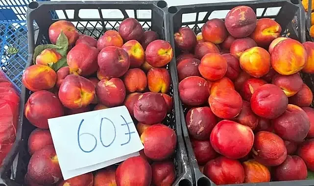 Hatay'da bahçede 15 TL'ye satılan şeftali pazarda 60 TL