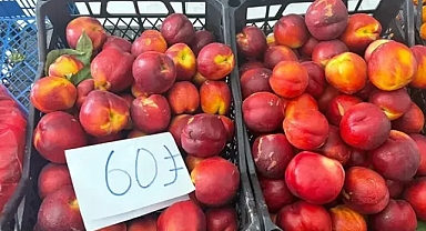 Hatay'da bahçede 15 TL'ye satılan şeftali pazarda 60 TL