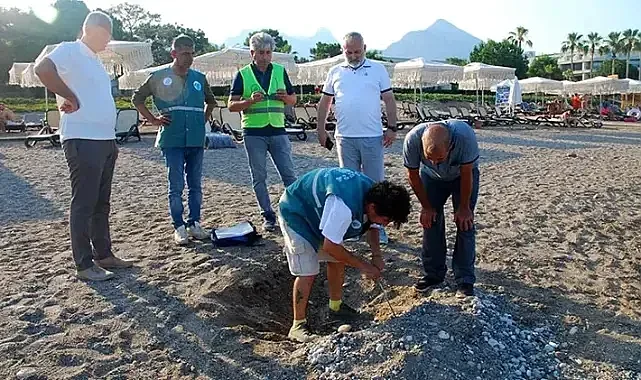 Kemer sahillerinde tespit edilen 38 deniz kaplumbağası yuvası korumaya alındı