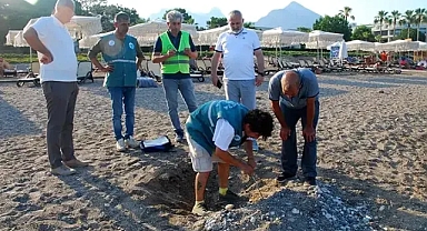 Kemer sahillerinde tespit edilen 38 deniz kaplumbağası yuvası korumaya alındı