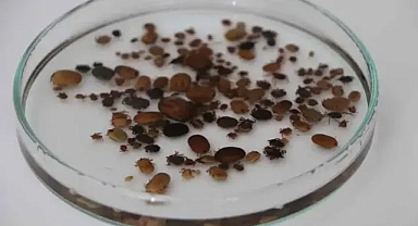Kemirgenler ve bilinçsiz yöntemler kenelerin artmasına nedne oluyor!