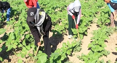 Şanlıurfa'dan; Kayseri'ye gelen tarım işçileri zorlu mesailerini anlattı!