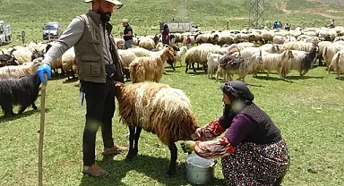 Yüksekova'da berivanların yayla mesaisi başladı