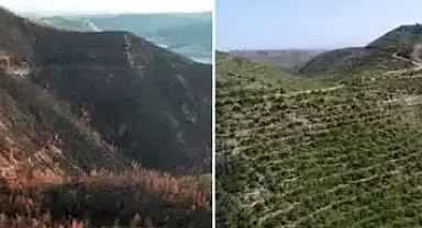 5 yıl sonra yeniden filizlendi!