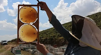 Coğrafi İşaretli Tescilli Bingöl Balında Hasat Vakti: Üreticiler Kaliteli Ürünler Bekliyor!