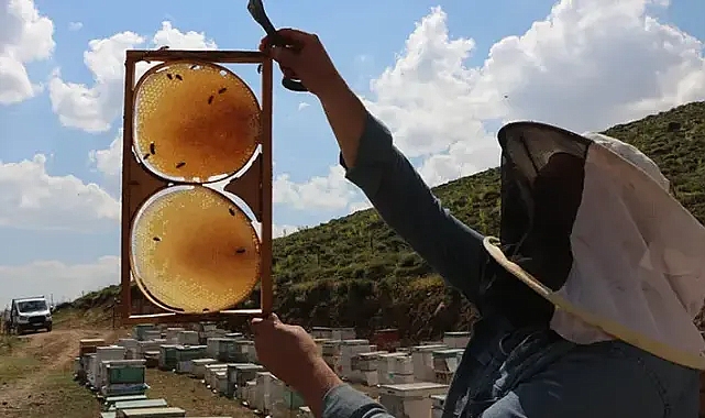 Coğrafi İşaretli Tescilli Bingöl Balında Hasat Vakti: Üreticiler Kaliteli Ürünler Bekliyor!