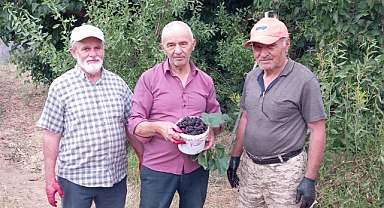 Develide urmu dut, ekşi karadut hasadı başladı