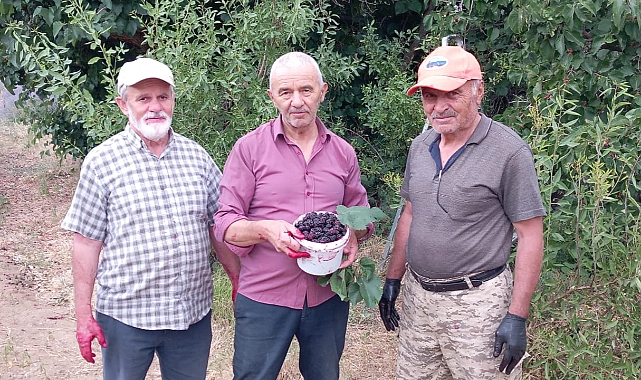 Develide urmu dut, ekşi karadut hasadı başladı