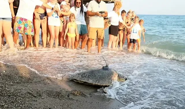 Engelli caretta'nın yuvasını gönüllüler kazdı!