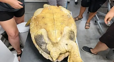 Engelli caretta'nın yuvasını gönüllüler kazdı!