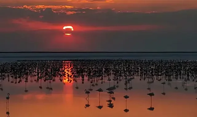 Flamingo cennetinden manzaralar; görenleri büyüledi!