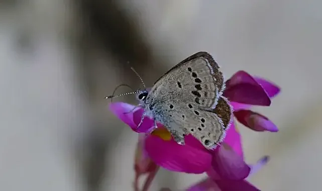 Fotoğrafçılardan Yalnızca Van'da Görülen