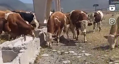 Hayvanlar su arıyor ama nafile