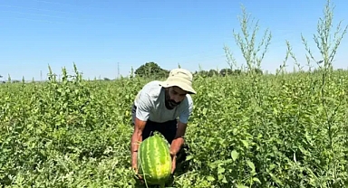 İzmir'e yaz geldi, karpuz üreticisinin yüzü güldü!