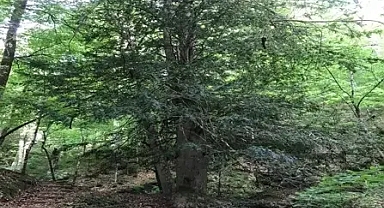 Karadeniz'in doğal güzelliği porsuk ağaçları koruma altına alınmalı