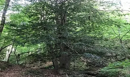 Karadeniz'in doğal güzelliği porsuk ağaçları koruma altına alınmalı